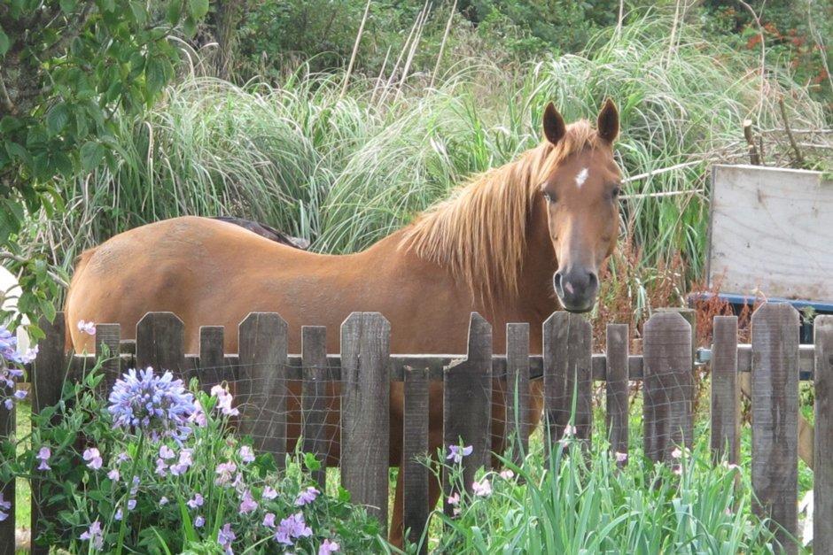Little Paradise & Petting Farm Greymouth Exteriör bild